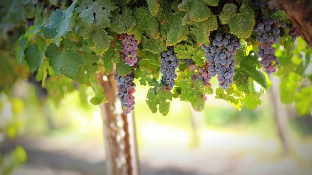 vignes de raisin en nature