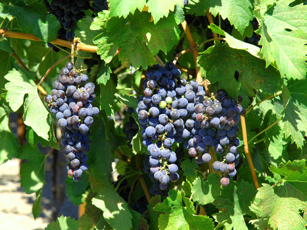 3 grappes sur vigne de Cabernet Sauvignon mûrissant au soleil