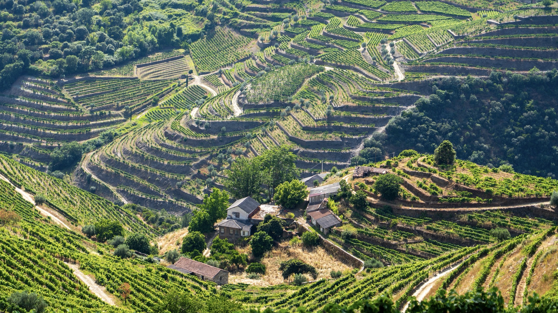 Vigne de Douro.